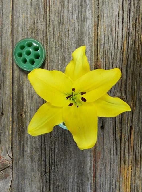 PAVIA  YELLOW L.A. HYBRID LILIES